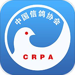 中国信鸽协会最新